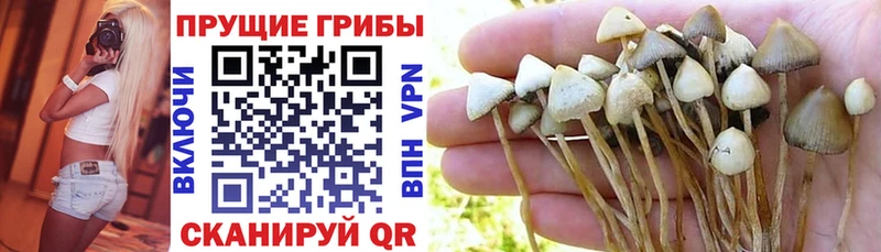 Псилоцибиновые грибы GOLDEN TEACHER  как найти закладки  Задонск 